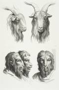 Planches 21 a et 21 b : deux têtes de bouc et trois têtes d'hommes en relation avec le bouc (Charles Le Brun) - Muzeo.com