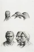 Planches 23 a et 23 b : trois têtes de corbeaux et trois têtes d'hommes en relation avec le corbeaux (Charles Le Brun) - Muzeo.com