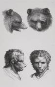 Planches 29 a et 29 b : deux têtes d'ours et deux têtes d'hommes en relation avec l'ours (Charles Le Brun) - Muzeo.com