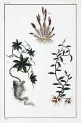 Plantes medicinales (anonymous) - Muzeo.com