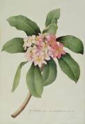 Plumeria (Georg Dionysius Ehret) - Muzeo.com