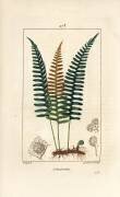 Polypode (Pierre Jean Francois Turpin) - Muzeo.com