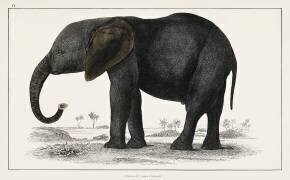 Portrait of a dark grey elephant (Oliver Goldsmith) - Muzeo.com