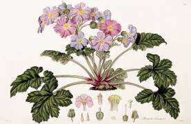 Primula Sinensis (William Hooker) - Muzeo.com