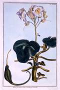Proboscis Flower (Pierre-Joseph Buchoz) - Muzeo.com