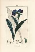 Pulmonaire (Pierre Jean Francois Turpin) - Muzeo.com