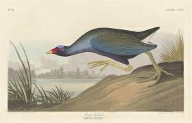 Purple gallinule (John James Audubon) - Muzeo.com
