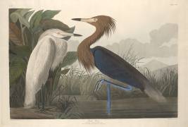 Purple Heron (John James Audubon) - Muzeo.com
