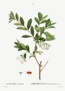 Pyrenees honeysuckle (Pierre Joseph Redouté) - Muzeo.com