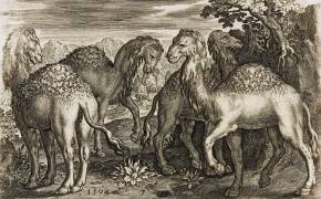 Quatre dromadaires dans un paysage (anonymous) - Muzeo.com