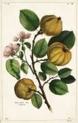 Quince tree and fruit (Dupin) - Muzeo.com