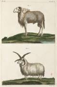 Rams (anonymous) - Muzeo.com