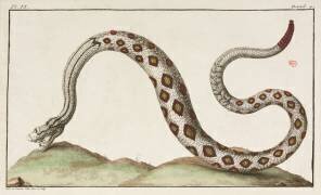 Rattlesnake (anonymous) - Muzeo.com