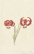 Red Lily (Catharina Lintheimer) - Muzeo.com