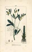 Renoncule (Pierre Jean Francois Turpin) - Muzeo.com