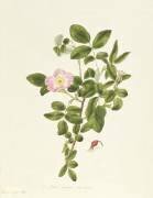 Rosa Acicularis Viridis (Pierre Joseph Redouté) - Muzeo.com