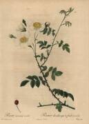 Rosa arvensis ovata (Jean-Baptiste Chapuy) - Muzeo.com