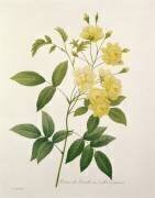 Rosa banksiae (Pierre Joseph Redouté) - Muzeo.com