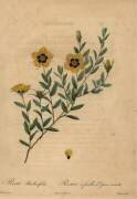 Rosa berberifolia (Jean-Baptiste Chapuy) - Muzeo.com