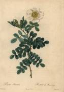 Rosa bracteata (Jean-Baptiste Chapuy) - Muzeo.com