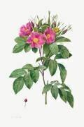Rosa Carolina Corymbosa (Pierre Joseph Redouté) - Muzeo.com