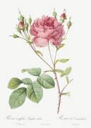 Rosa centifolia Anglica rubra (Pierre Joseph Redouté) - Muzeo.com