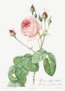 Rosa Centifolia Bullata (Pierre Joseph Redouté) - Muzeo.com