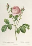 Rosa Centifolia Carnea (Pierre Joseph Redouté) - Muzeo.com