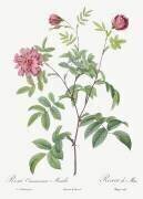 Rosa Cinnamomea Maialis (Pierre Joseph Redouté) - Muzeo.com