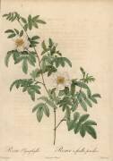 Rosa clynophylla (Jean-Baptiste Chapuy) - Muzeo.com
