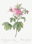 Rosa Gallica Agatha Prolifera (Pierre Joseph Redouté) - Muzeo.com