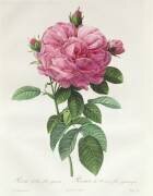 Rosa Gallica Flore Giganteo (Pierre Joseph Redouté) - Muzeo.com