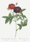 Rosa Gallica Purpurea Velutina (Pierre Joseph Redouté) - Muzeo.com