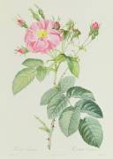 Rosa Gallica Rosea Flore Simplici (Pierre Joseph Redouté) - Muzeo.com
