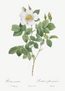 Rosa Geminata (Pierre Joseph Redouté) - Muzeo.com