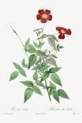 Rosa indica (Pierre Joseph Redouté) - Muzeo.com