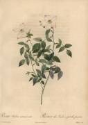 Rosa indica acuminata (Jean-Baptiste Chapuy) - Muzeo.com