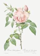 Rosa Indica Fragrans (Pierre Joseph Redouté) - Muzeo.com