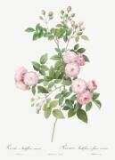 Rosa Multiflora Carnea (Pierre Joseph Redouté) - Muzeo.com