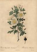 Rosa pimpinellifolia Mariaeburgensis (Jean-Baptiste Chapuy) - Muzeo.com