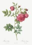 Rosa Rapa (Pierre Joseph Redouté) - Muzeo.com