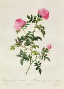 Rosa Sepium Flore Submultiplici (Pierre Joseph Redouté) - Muzeo.com