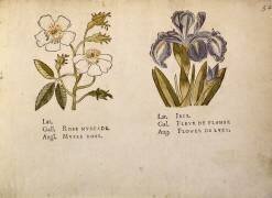 Rose and Iris (Jacques Le Moyne) - Muzeo.com