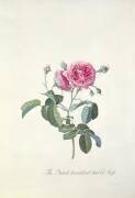 Rose: Dutch hundred-leaved Rose (Georg Dionysius Ehret) - Muzeo.com