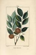 Sang-dragon (Pierre Jean Francois Turpin) - Muzeo.com