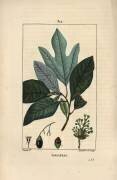 Sassafras (Pierre Jean Francois Turpin) - Muzeo.com