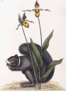 Sciurnus Niger (Mark Catesby) - Muzeo.com