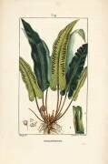Scolopendre (Pierre Jean Francois Turpin) - Muzeo.com
