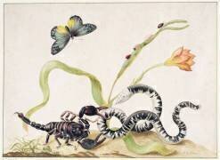 Scorpion and Snake (Maria Sibylla Graff Merian) - Muzeo.com