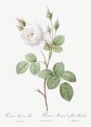 Shailer's white moss rose (Pierre Joseph Redouté) - Muzeo.com